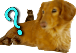 American Curl Cat ~EVA~ sticker #14555587