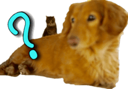 American Curl Cat ~EVA~ sticker #14555587