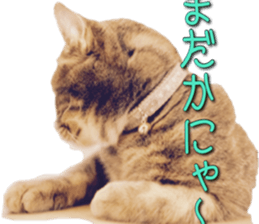 American Curl Cat ~EVA~ sticker #14555590