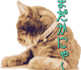 American Curl Cat ~EVA~ sticker #14555590