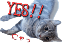 American Curl Cat ~EVA~ sticker #14555591