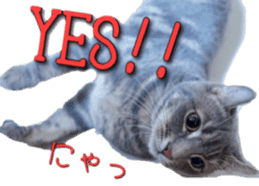 American Curl Cat ~EVA~ sticker #14555591