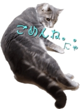 American Curl Cat ~EVA~ sticker #14555593