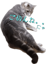 American Curl Cat ~EVA~ sticker #14555593