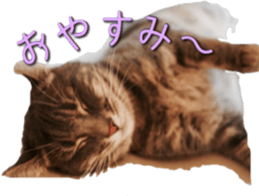 American Curl Cat ~EVA~ sticker #14555594