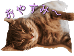 American Curl Cat ~EVA~ sticker #14555594