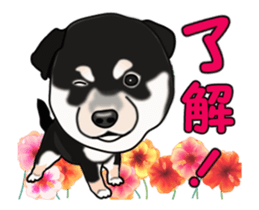 Move! Sticker of Black SHiba inu sticker #14555990