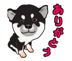 Move! Sticker of Black SHiba inu sticker #14555999