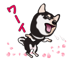 Move! Sticker of Black SHiba inu sticker #14556003