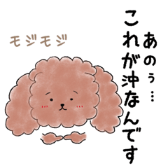 poodle oki's everyday