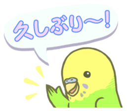 Spirited seki-chan of the budgerigar sticker #14559837