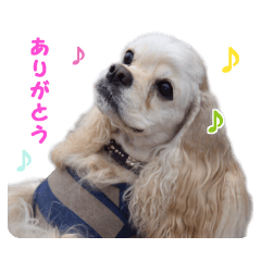 American cocker spaniel "Carry"