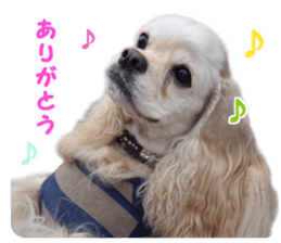 American cocker spaniel "Carry" sticker #14560830