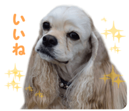 American cocker spaniel "Carry" sticker #14560831