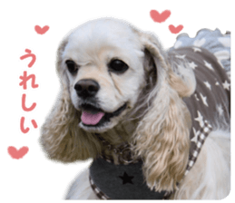 American cocker spaniel "Carry" sticker #14560832