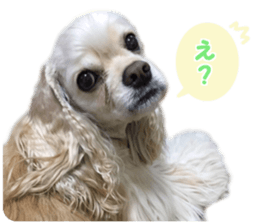 American cocker spaniel "Carry" sticker #14560833