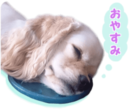 American cocker spaniel "Carry" sticker #14560834