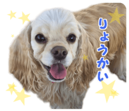 American cocker spaniel "Carry" sticker #14560836