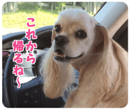 American cocker spaniel "Carry" sticker #14560837