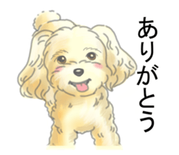 A little fat Toy poodle sticker #14562494
