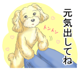 A little fat Toy poodle sticker #14562503