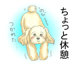 A little fat Toy poodle sticker #14562504