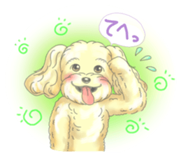 A little fat Toy poodle sticker #14562506