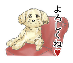 A little fat Toy poodle sticker #14562508