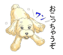 A little fat Toy poodle sticker #14562526