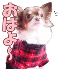 poodlefan sticker #14563495