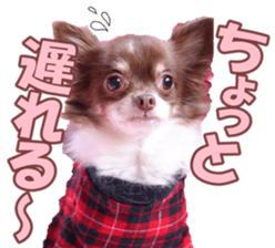 poodlefan sticker #14563497