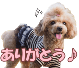 poodlefan sticker #14563498
