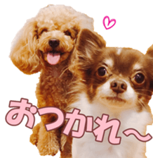 poodlefan sticker #14563499