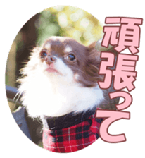 poodlefan sticker #14563501