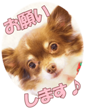 poodlefan sticker #14563503