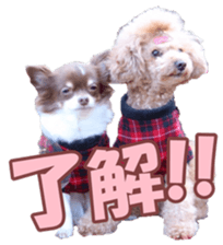 poodlefan sticker #14563505