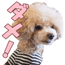 poodlefan sticker #14563507