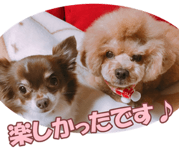 poodlefan sticker #14563508