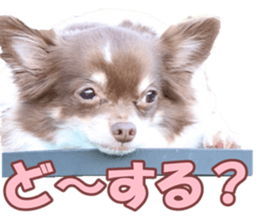 poodlefan sticker #14563509