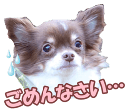 poodlefan sticker #14563512