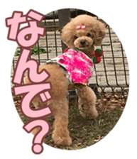poodlefan sticker #14563513