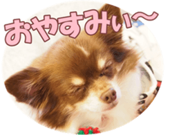 poodlefan sticker #14563514