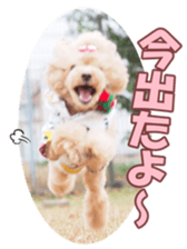 poodlefan sticker #14563515