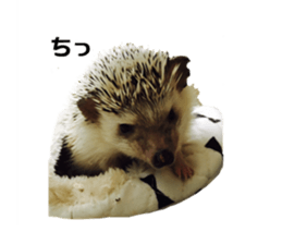 BURASHI sticker #14563519