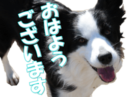 Bordercolliefan sticker #14563742