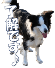 Bordercolliefan sticker #14563743