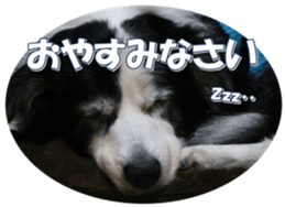 Bordercolliefan sticker #14563744