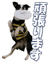 Bordercolliefan sticker #14563745