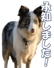 Bordercolliefan sticker #14563746