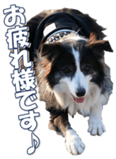 Bordercolliefan sticker #14563747